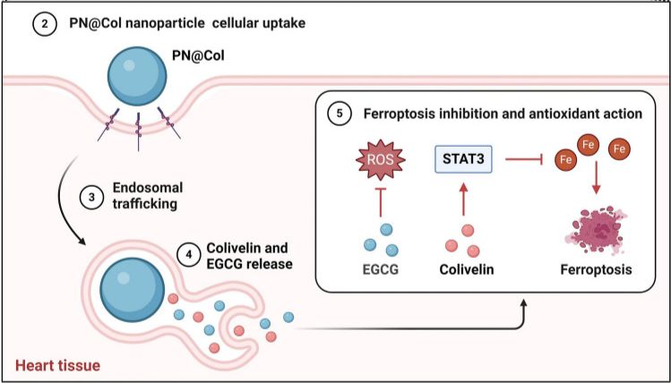 IF:10.6，单细胞转录组+铁死亡+衰老+多酚纳米技术，国自然热点领域！