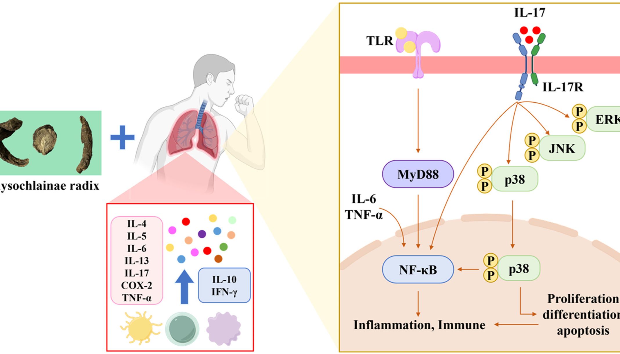IF:6.7，网络药理学+转录组，解析华山参抗哮喘的多靶点调控机制！