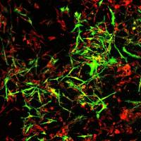新城疫病毒NDV-F蛋白单克隆抗体