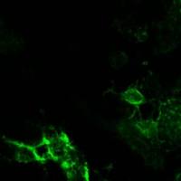 CDV犬瘟热病毒单抗