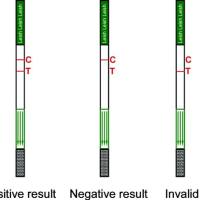 RK39黑热病病毒Ag抗原快速检测卡（胶体金法）