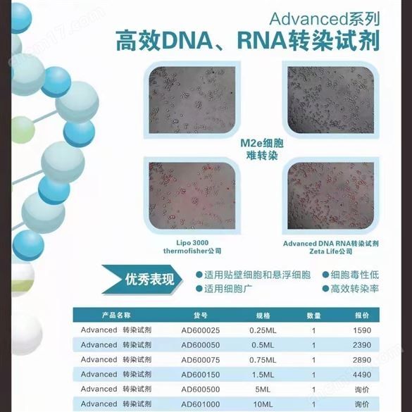 小鼠骨髓树突状细胞转染试剂