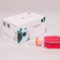 293T 细胞[HEK-293T](人胚肾细胞) (STR鉴定正确)