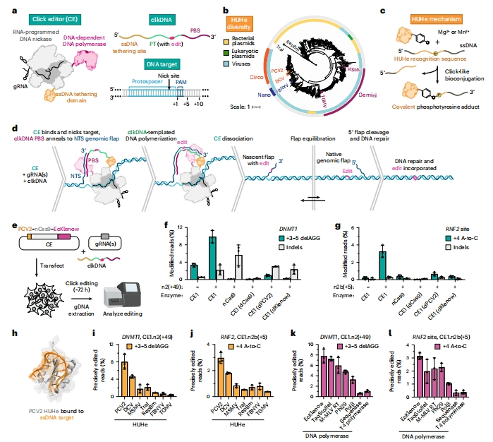前沿技术分享 | "点击编辑"：基因组编辑的新突破