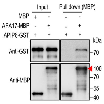 蛋白互作pull down Assay
