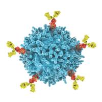 Panitumumab 生物类似药, 人 EGFR/ErbB-1/HER1 单克隆抗体