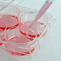 iPSC来源的视网膜细胞(iCell Retinal Cells)