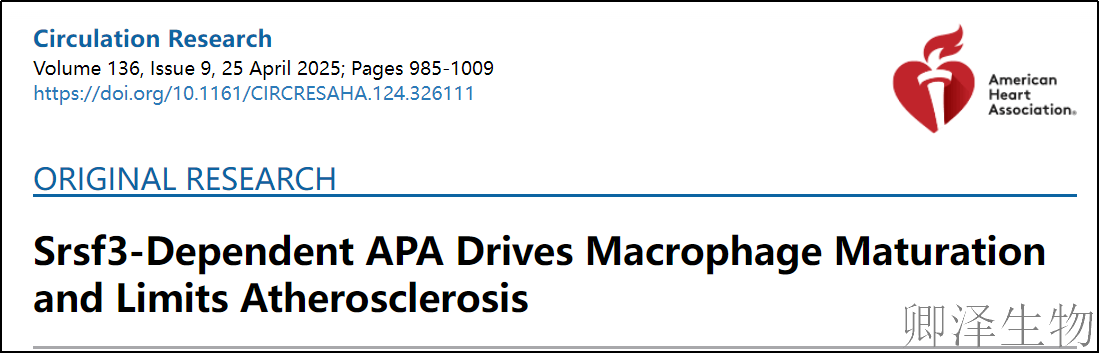 【Polysome技术文献】Srsf3调控APA驱动巨噬细胞成熟并抑制动脉粥样硬化
