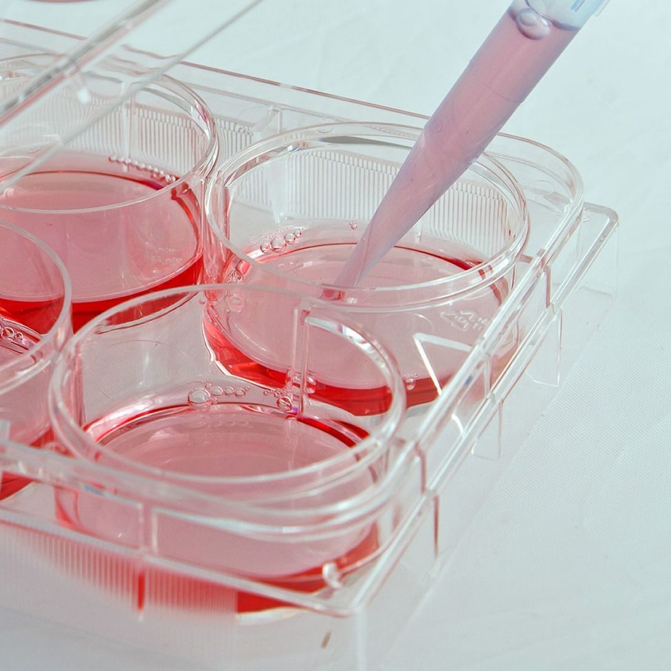 iPSC来源的神经元细胞(iCell Neurons)