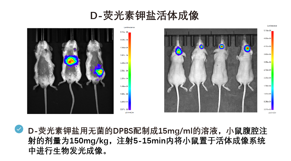 D-荧光素钾盐等染料成像情况