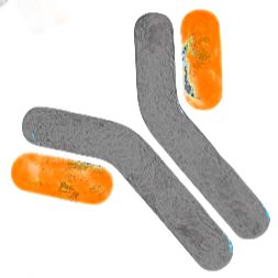 兔抗大肠杆菌O157:H7多克隆抗体