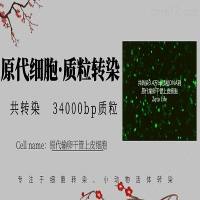 原代输卵干管上皮细胞转染试剂