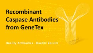 GeneTex的重组Caspase抗体系列