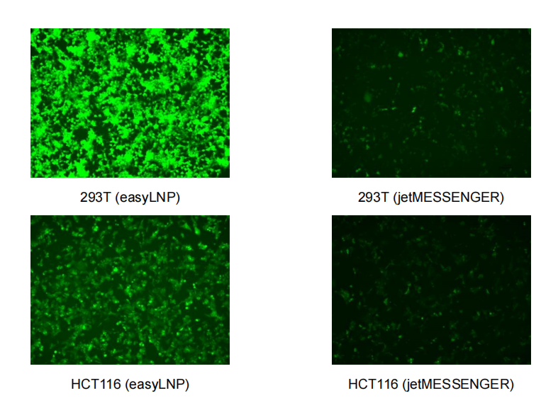 easyLNP™ Plus 通用型RNA细胞转染试剂盒