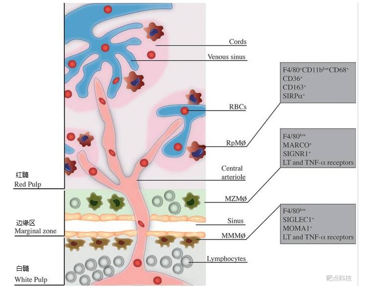 荷兰Liposoma巨噬细胞清除剂清除外周血和腹腔巨噬细胞清除效果检测方案