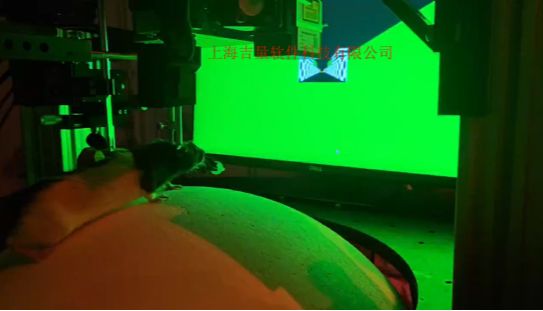 啮齿类动物 VR 系统发展历程及应用