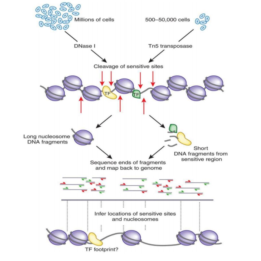 染色质开放性测序技术 ATAC-seq