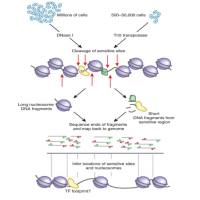 染色质开放性测序技术 ATAC-seq