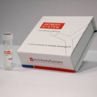 Anti-Human Human leukocyte antigen DRB1 Antibody (1D10)