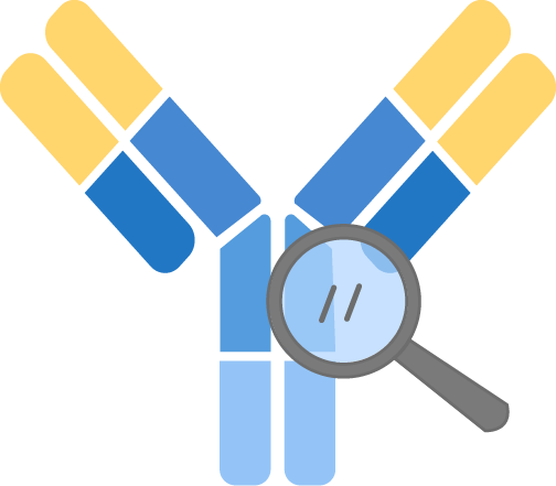 Hybridoma Screening and Antibody Discovery