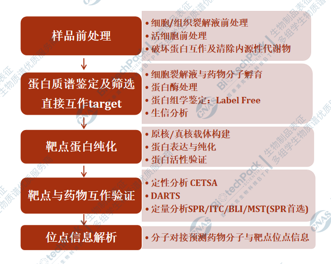 小分子药物靶点鉴定及验证