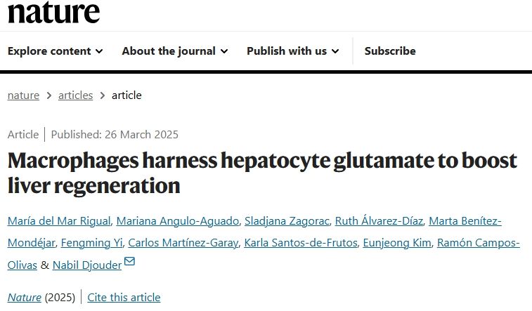 Nature：巨噬细胞利用肝细胞谷氨酸促进肝脏再生