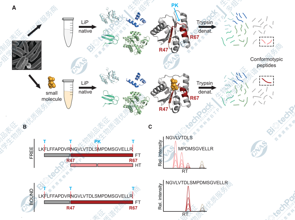 小分子药物靶点鉴定及验证