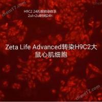 H9C2大鼠心肌细胞转染试剂
