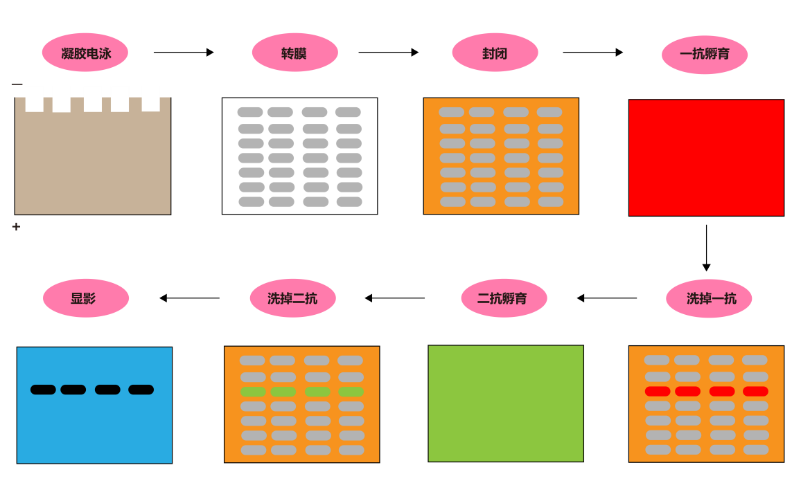 Western blot从入门到入土（bushi）：萌新请收好这份最全WB指南