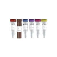 TUNEL BrightRed Apoptosis Detection Kit（红色