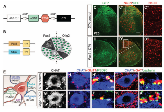 无需DT！DTA小鼠精准驱动细胞条件性剔除