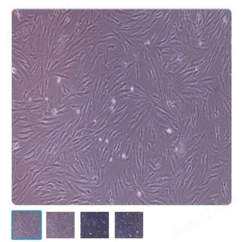 人原代骨髓间充质干细胞