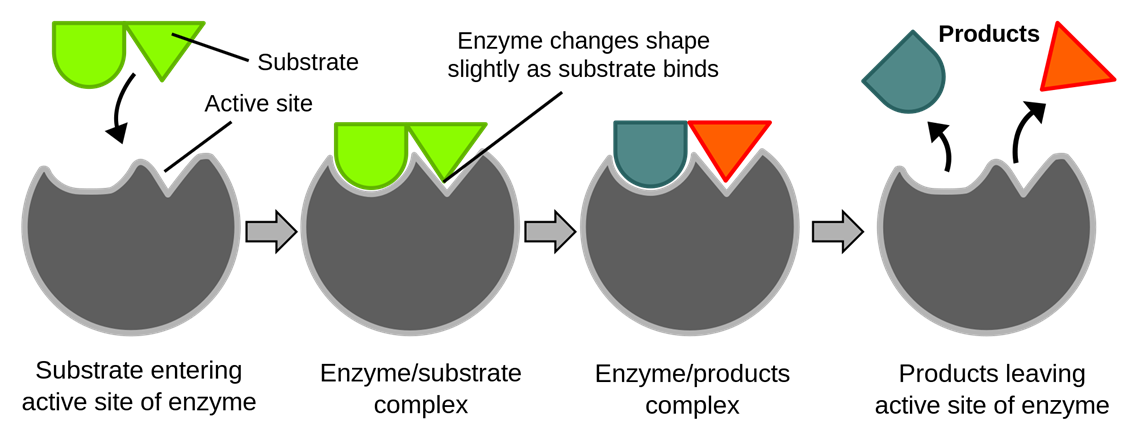 小分子药物靶点鉴定及验证