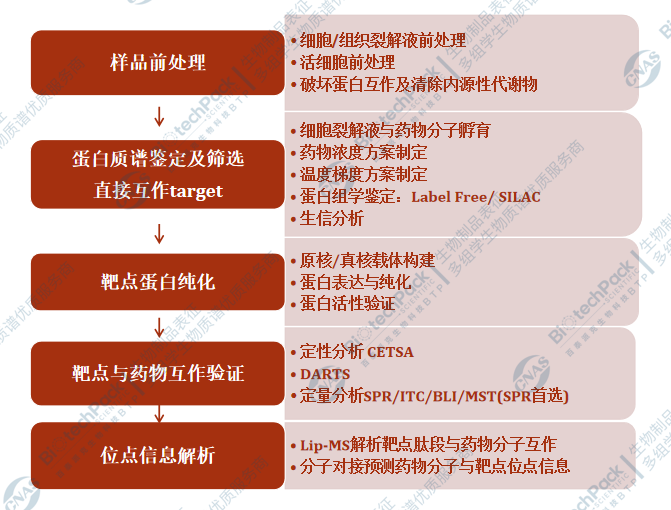 小分子药物靶点鉴定及验证
