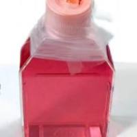 LOVO-LUC人结肠癌细胞-荧光素酶标记、LOVO-LUC细胞