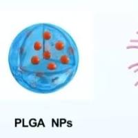 PLGA纳米颗粒被聚山梨酯80 (PS80)修饰 PS80-PLGA NPs