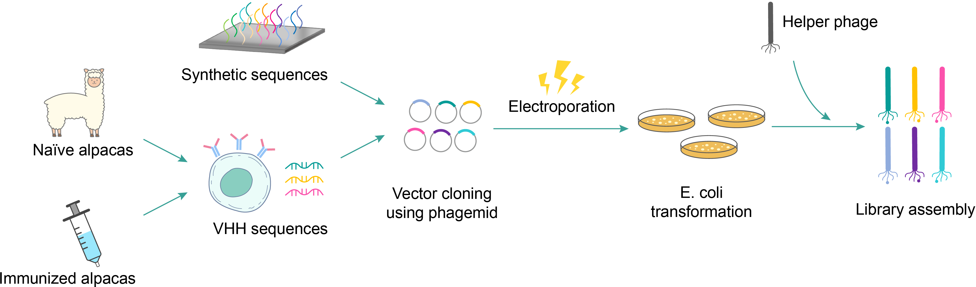 Phage display library construction