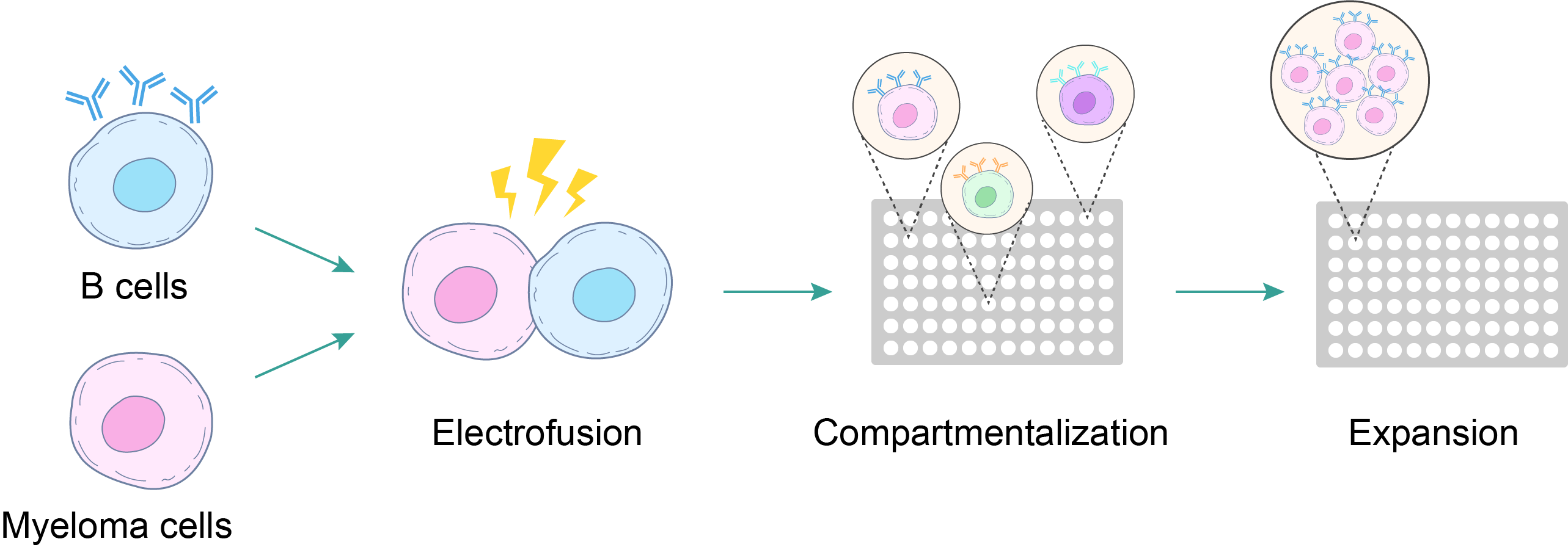 Hybridoma development