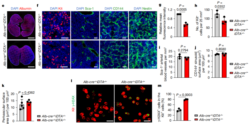 无需DT！DTA小鼠精准驱动细胞条件性剔除