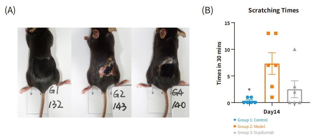 南模生物将携多个自免相关动物模型新研究成果亮相AAI 2025