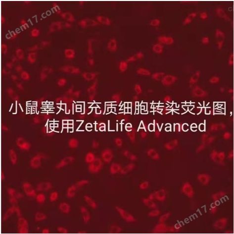 小鼠睾丸间充质细胞转染试剂