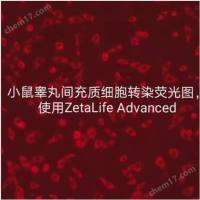 小鼠睾丸间充质细胞转染试剂