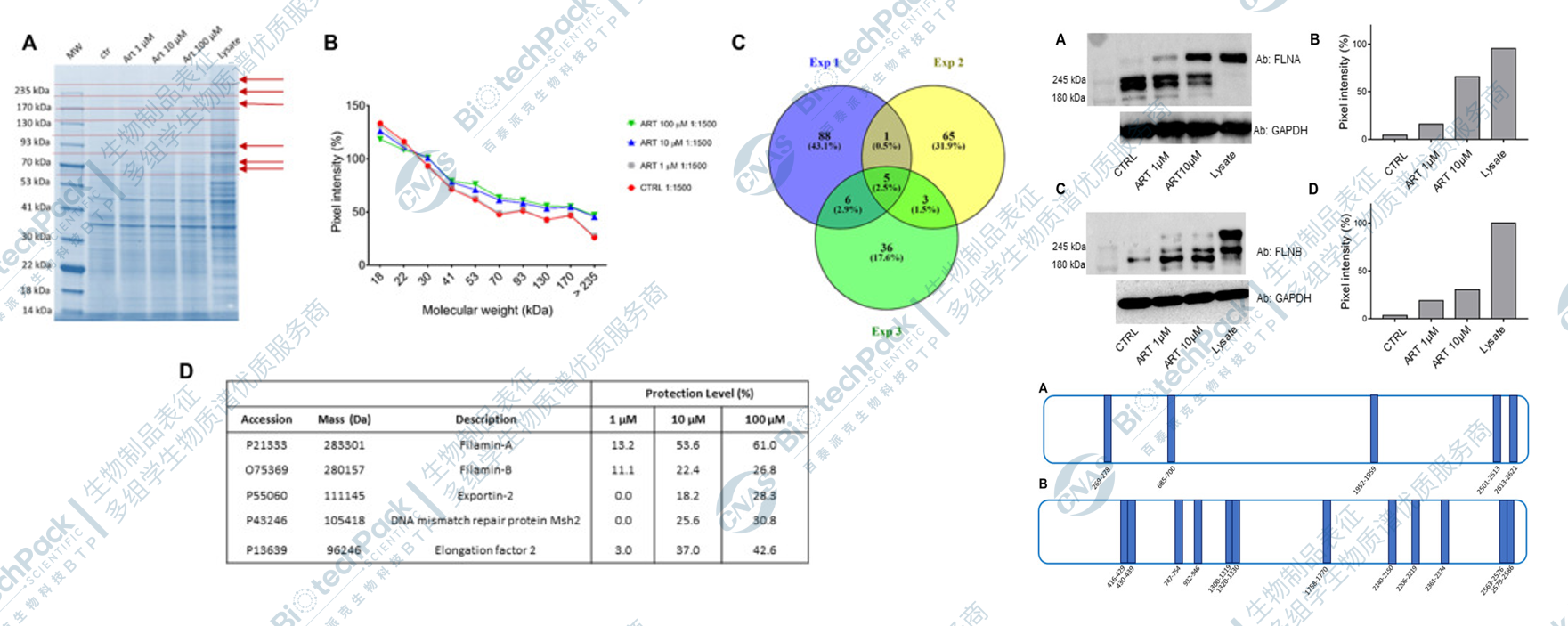 小分子药物靶点鉴定及验证