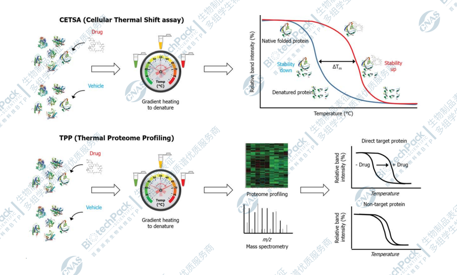 小分子药物靶点鉴定及验证
