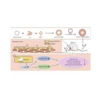 负载HTSFcACE2质粒的鱼精蛋白(PRT)和硫酸软骨素(CS)组成的复合物纳米颗粒被血小板膜(PM)包裹 PM@CS-PRT@ACE2