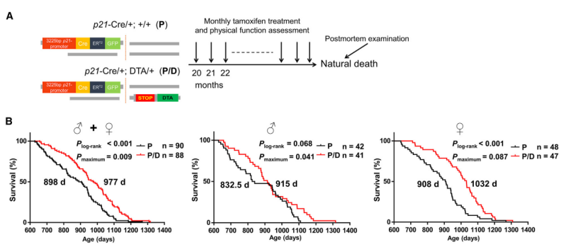 无需DT！DTA小鼠精准驱动细胞条件性剔除