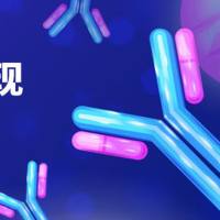 抗体发现/VHH抗体发现噬菌体展示方案/抗体药物研发