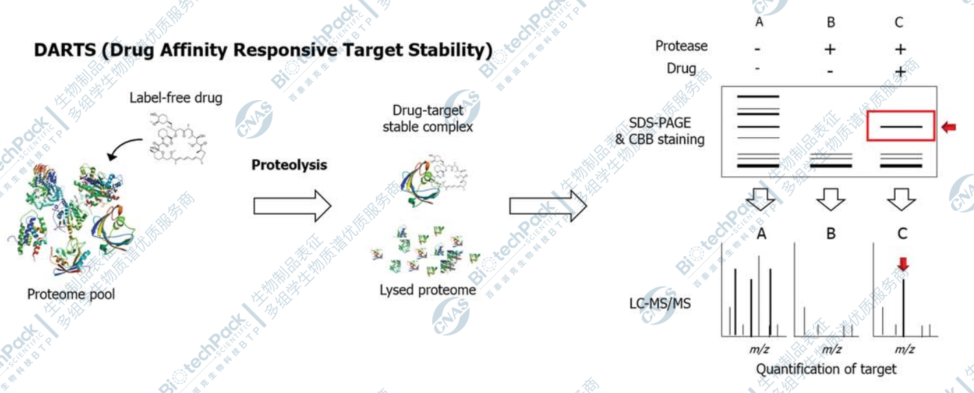 小分子药物靶点鉴定及验证