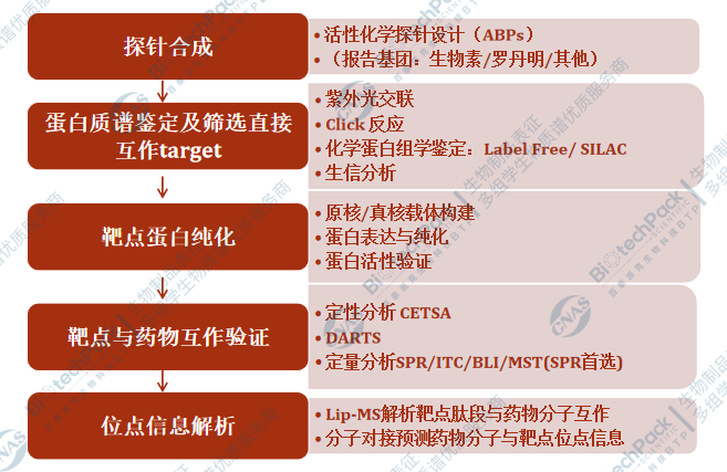 小分子药物靶点鉴定及验证