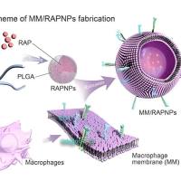 负载激动剂T0901317的纳米颗粒被AE105（D-Cha-F-s-r-Y-L-W-S）修饰的巨噬细胞膜包裹 AE105-M-NP@T317